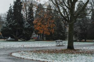 A park bench sitting next to a tree covered in snow