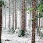 Snow falls gently among evergreen trees, creating a peaceful, natural setting.