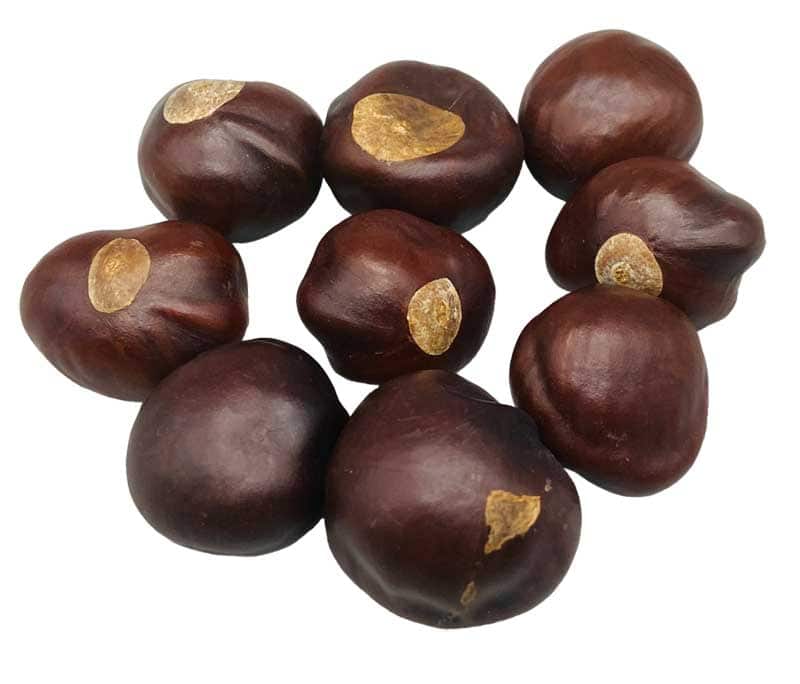 Chestnuts with gold leaf accents arranged in a cluster.