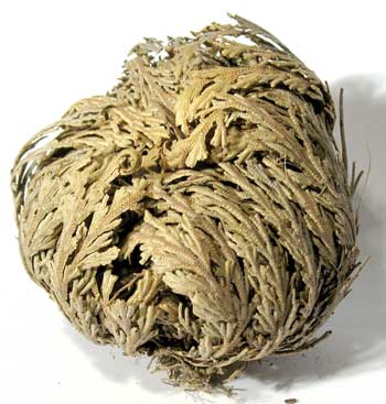 Dried herb ball used in Celtic spiritual practices and nature veneration.