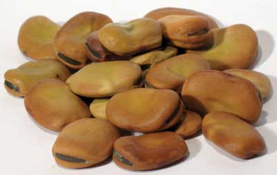 Seed pods of the carob tree, showing their smooth, brown exterior and elongated shape.