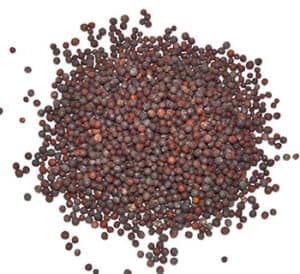 Seeds of stonecrop plant, small, round, dark brown, associated with Celtic spirituality and natural.