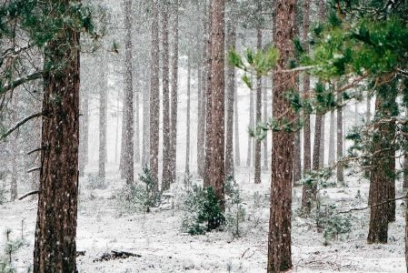 Snow falls gently among evergreen trees, creating a peaceful, natural setting.