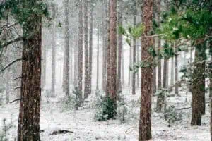 Snow falls gently among evergreen trees, creating a peaceful, natural setting.