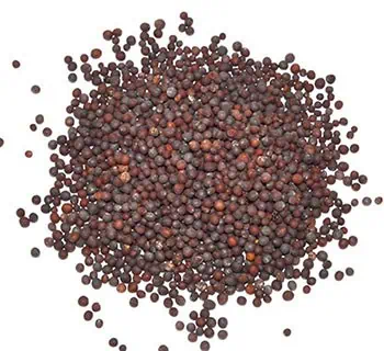 Seeds of stonecrop plant, small, round, dark brown, associated with Celtic spirituality and natural.