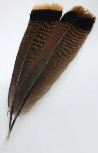 Feather with brown and black striped pattern, natural and detailed.